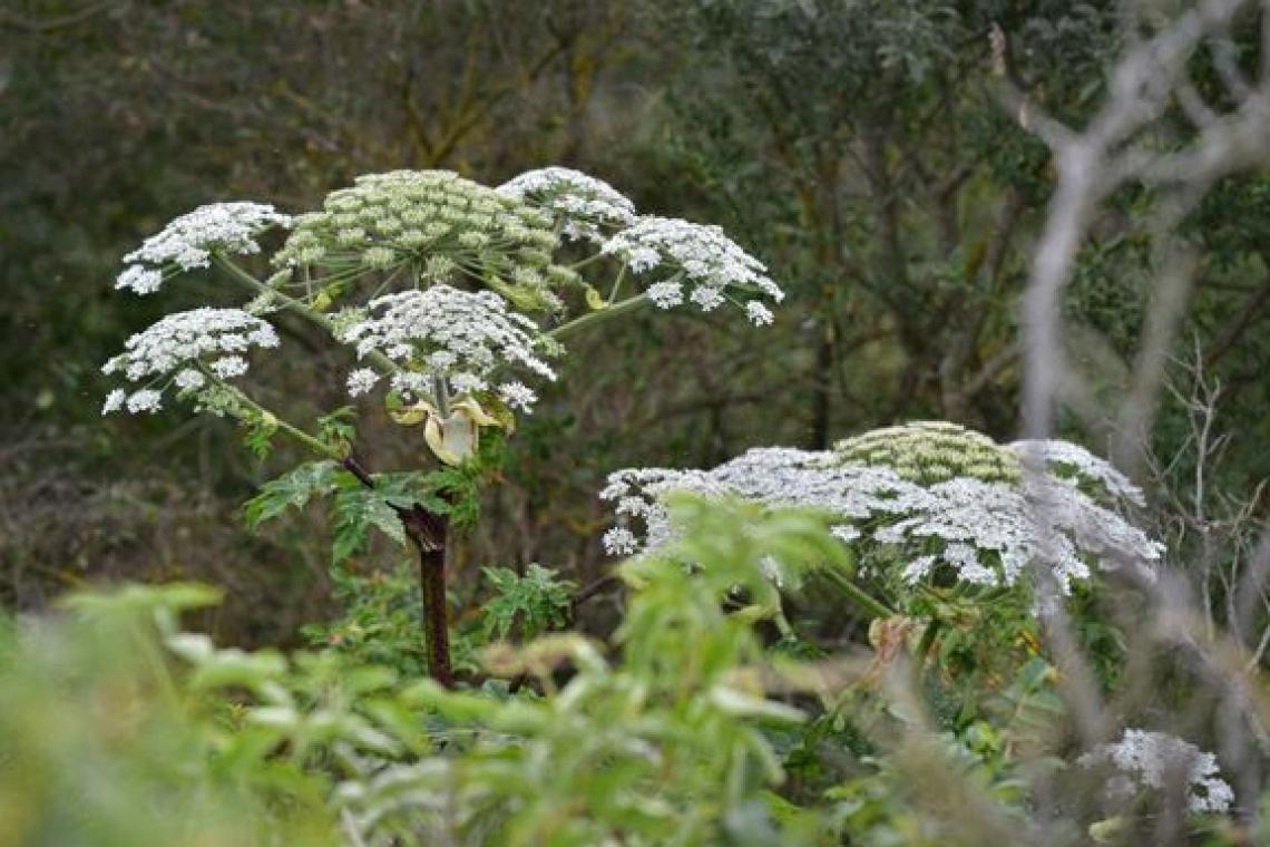 Så er det tid til at bekæmpe kæmpebjørnekloen