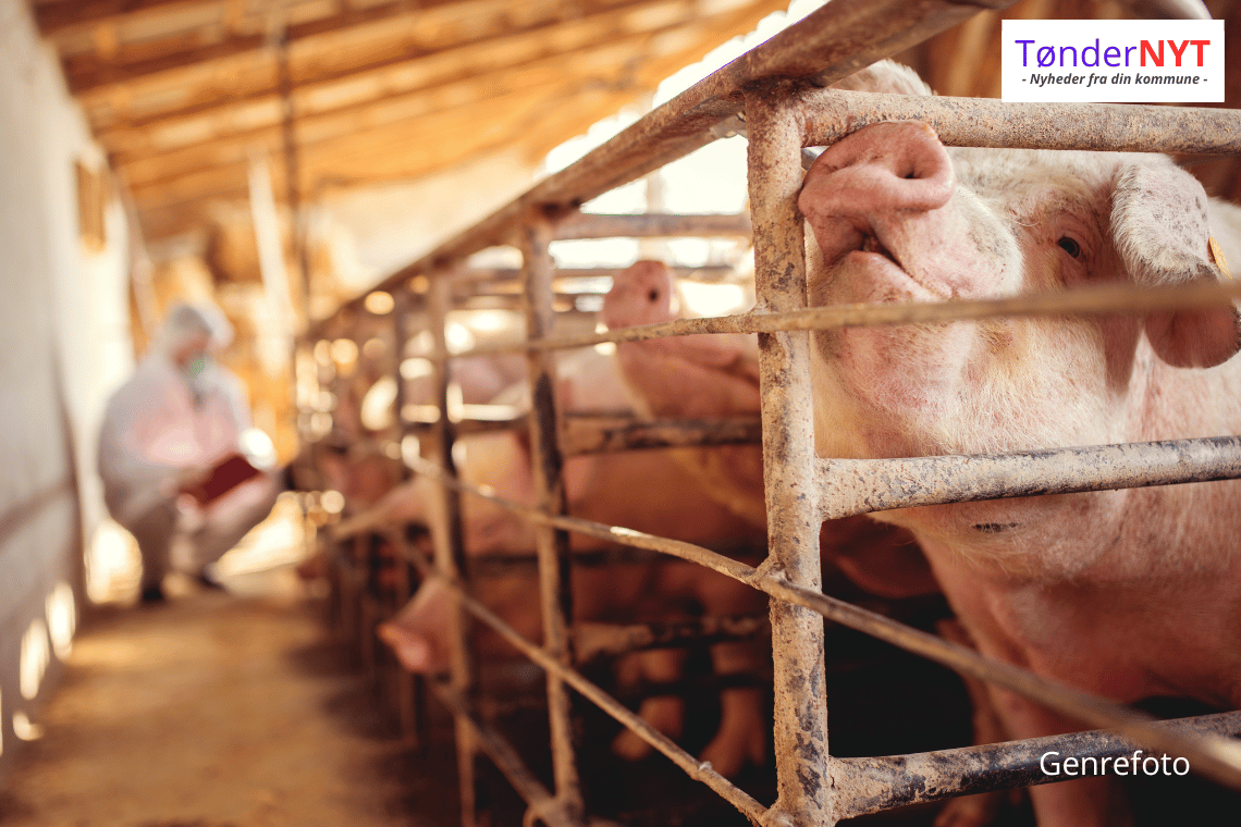 Dyrevelfærd under pres: Hver tredje kontrol afslører problemer – krav om færre dyr ved færre tilsyn