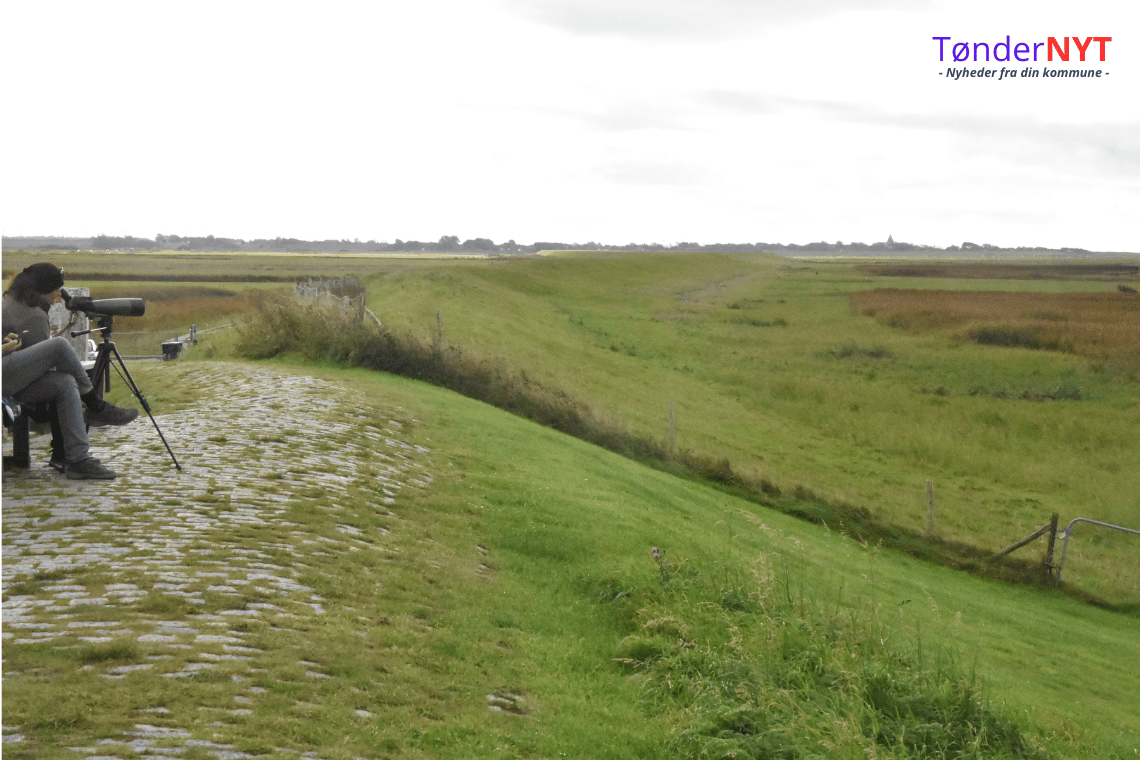 Ballumdiget synker – og risikoen for ødelæggende stormflod vokser