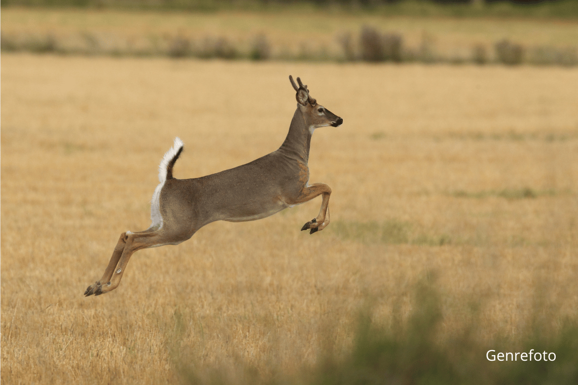 November er højsæson for dyrepåkørsler: If advarer bilister i Sønderjylland