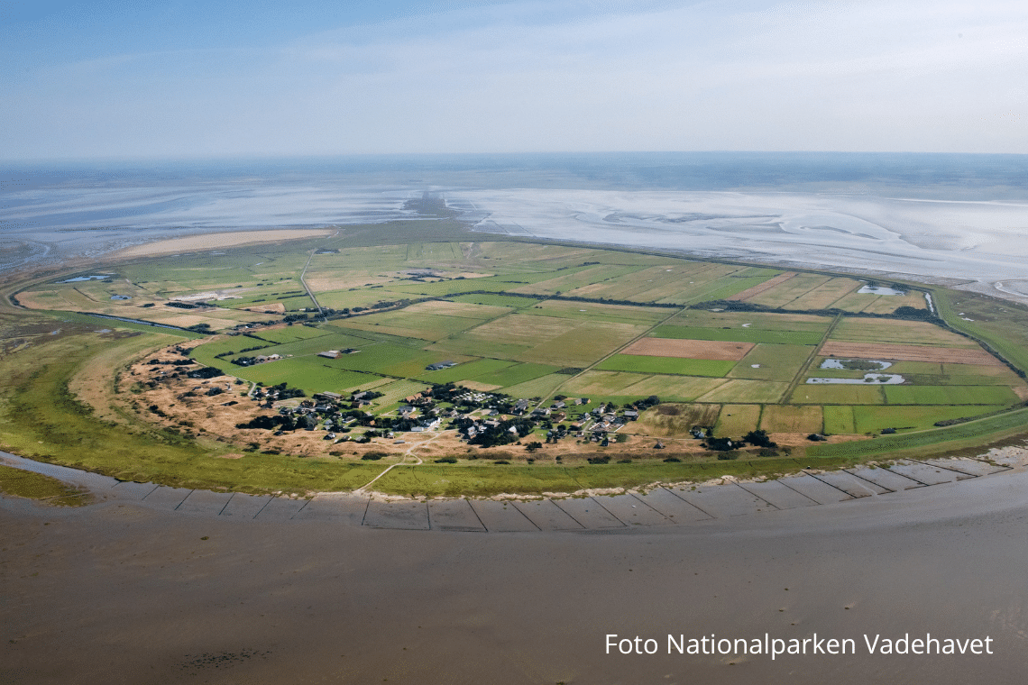 Nyt storstilet projekt: Mandø skal vise vejen, når havet æder kysterne
