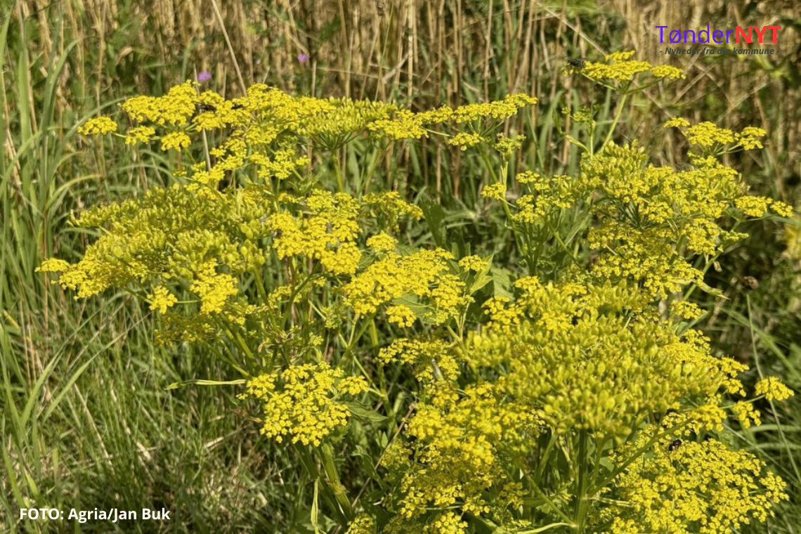 Gule blomster langs vejen kan give hunde smertefulde hudskader