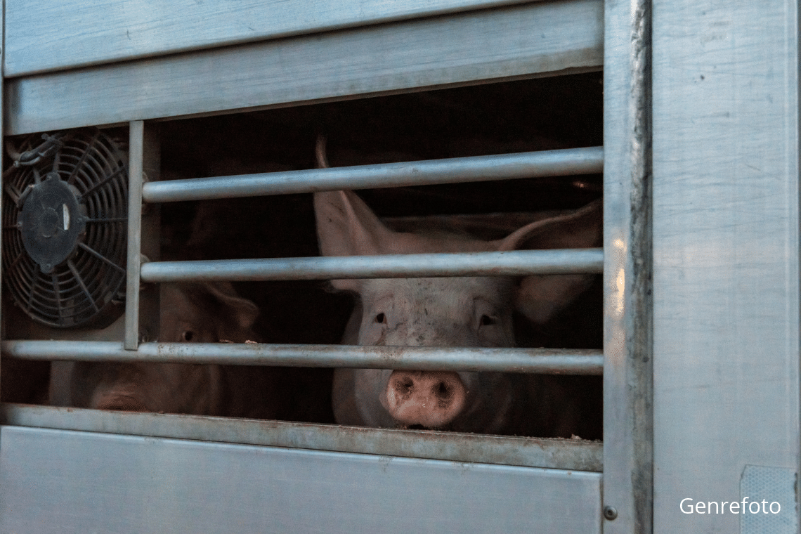 Temperaturmålinger på grisetransporter kan ikke stå alene