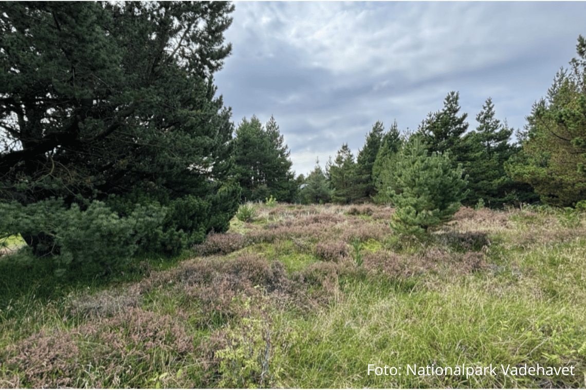Nationalpark Vadehavet inviterer til mere natur på sommerhusgrunden